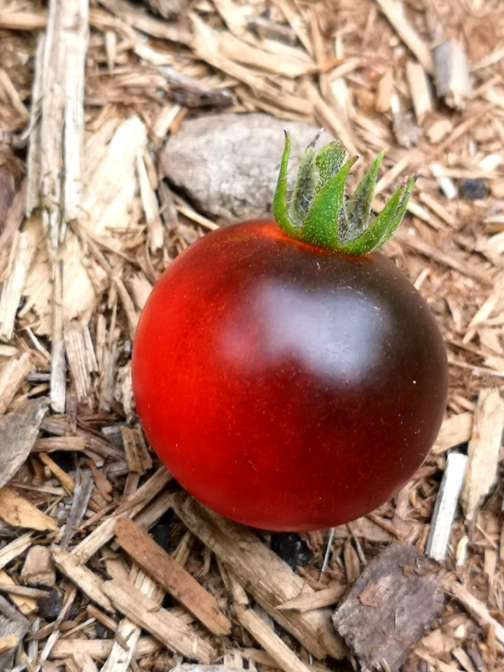 Dancing with Smurfs blue (antho) cherry tomatoes