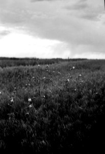 meadow photo