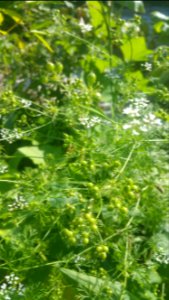 Cilantro. Tastes weird but it's so easy to grow and the pollinators like it.