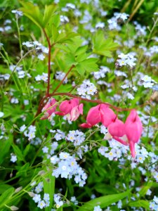 Bleeding hearts with forget-me-not
