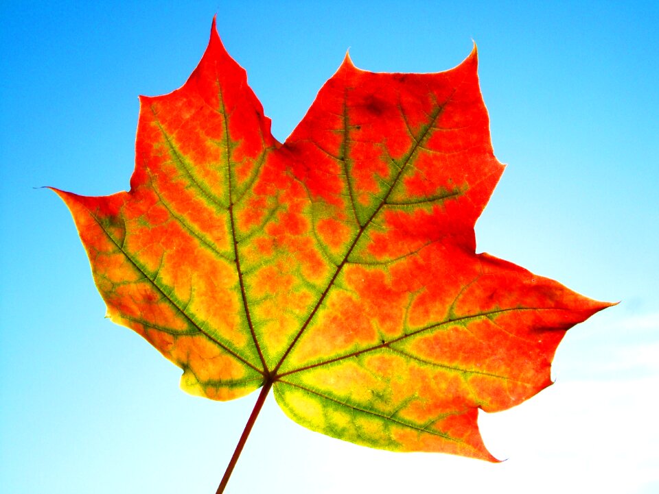 Texture thanksgiving design