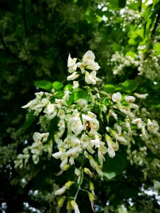 Honeybee with yellowwood