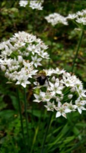 Bumblebee, garlic chives, etc.
