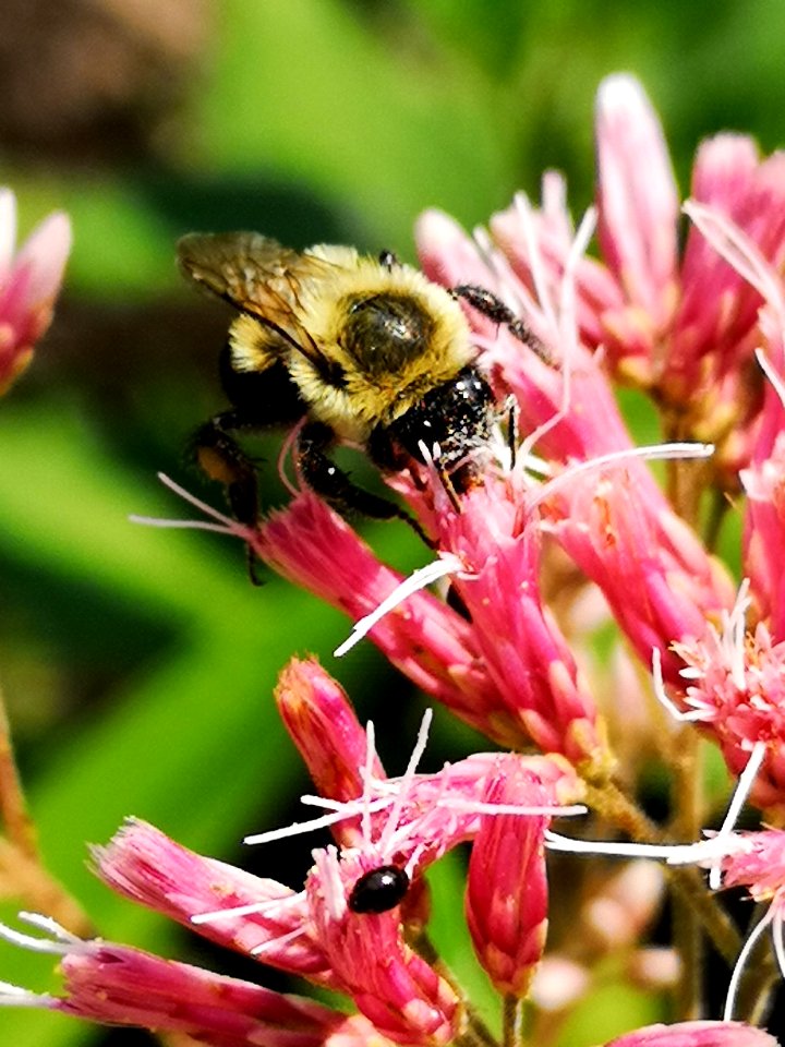 Bumblebee visiting Joe Pye weed Eutrochium or Eupatorium