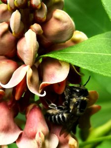 Leafcutter bee visiting hopniss Apios americana