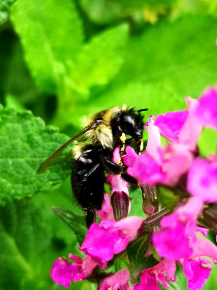 Bee visiting pink woodland sage Salvia nemorosa