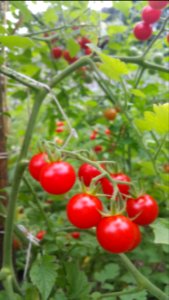 No cracking on Matt's Wild Cherry, but all the other bigger tomatoes are cracked from the heavy rains that followed the dry period