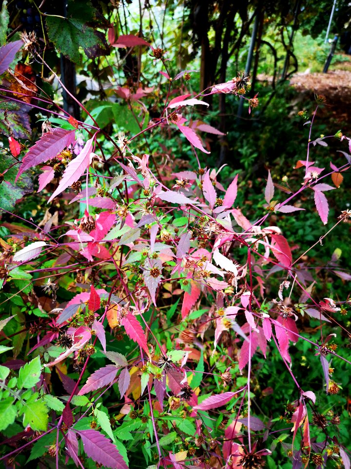 Bidens showing red autumn leaf color