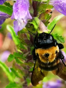 Carpenter bee Xylocopa virginica visiting dragonhead Dracocephalum moldavica photo