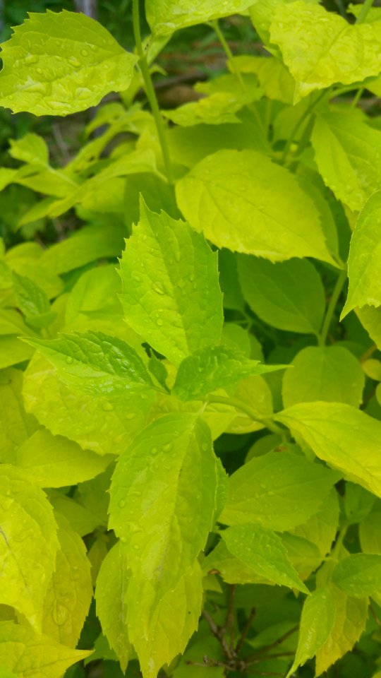 Gold leaved mockorange