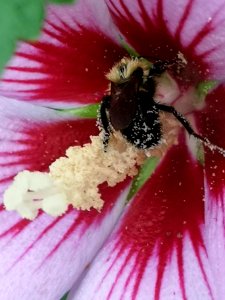 Bumblebee visiting rose of Sharon (Hibiscus syriacus)