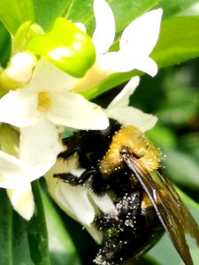 Carpenter bee nectar robbing Daphne (hybrid Eternal Fragrance) flowers, with pollen