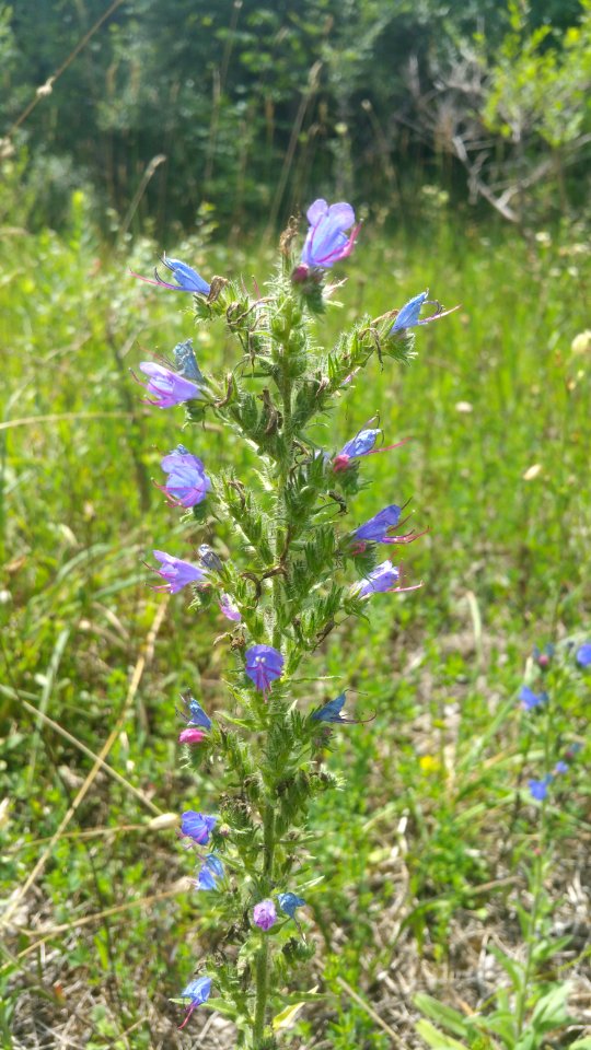 Blueweed