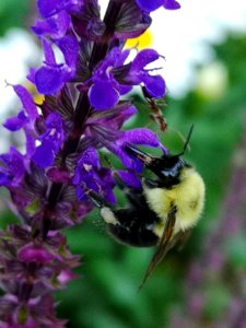 Bee with sage (Salvia nemorosa 'Caradonna') photo