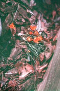 yellow crocus