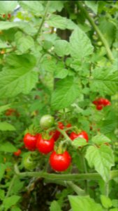 Matt's wild cherry tomatoes