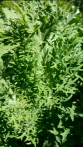 Napus kale Brassica 'Siber-Frills'