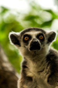 Ring-tailed lemur / Gyűrűsfarkú maki photo