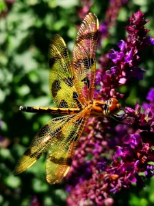 Dragonfly on (Salvia nemorosa 'Caradonna')