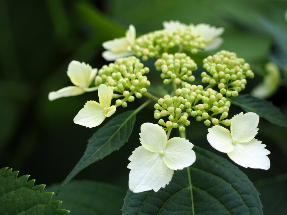 Yamaajisai white flowers flowers