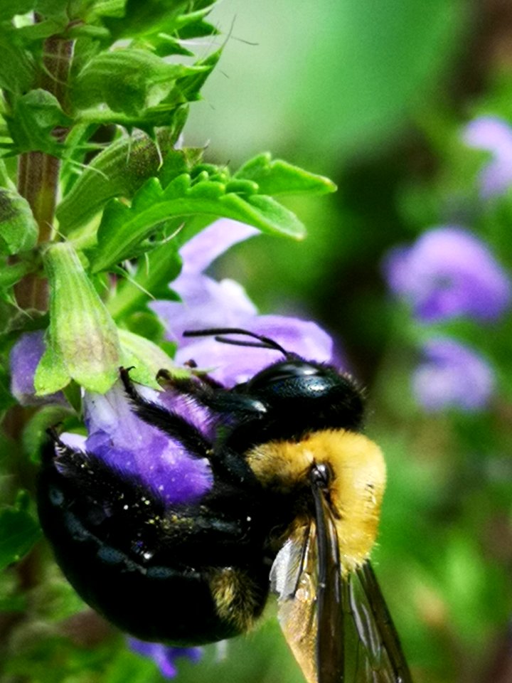 Carpenter bee Xylocopa virginica visiting dragonhead Dracocephalum moldavica