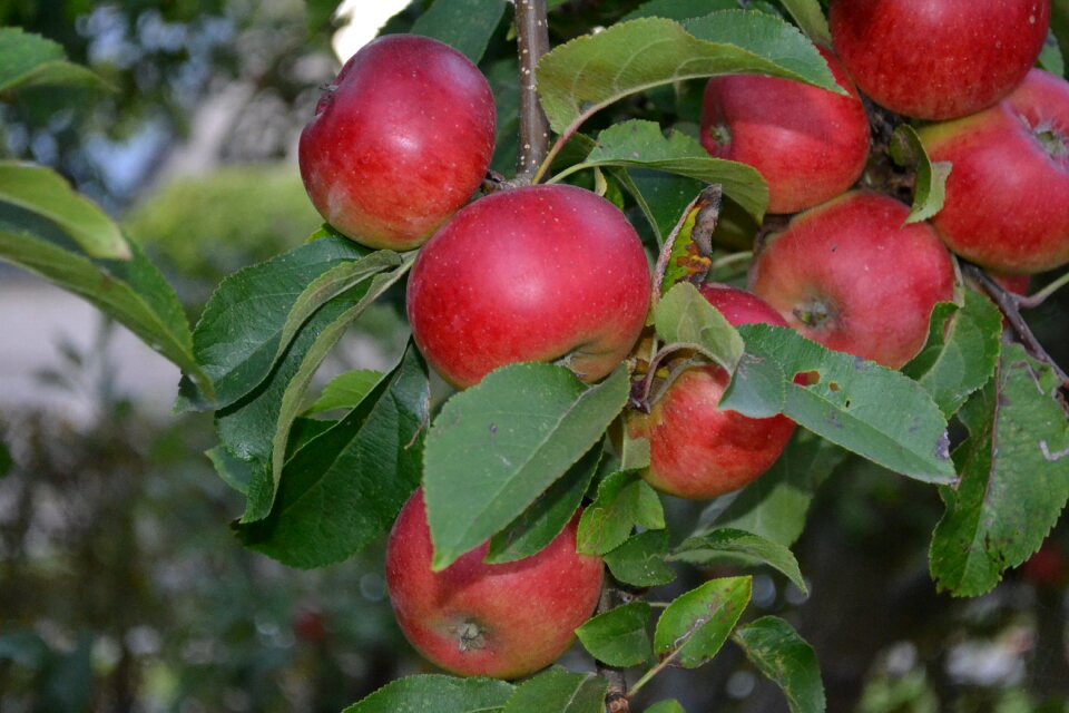 Healthy fruit tree autumn