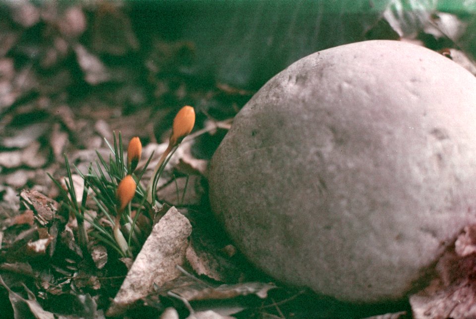 yellow crocus