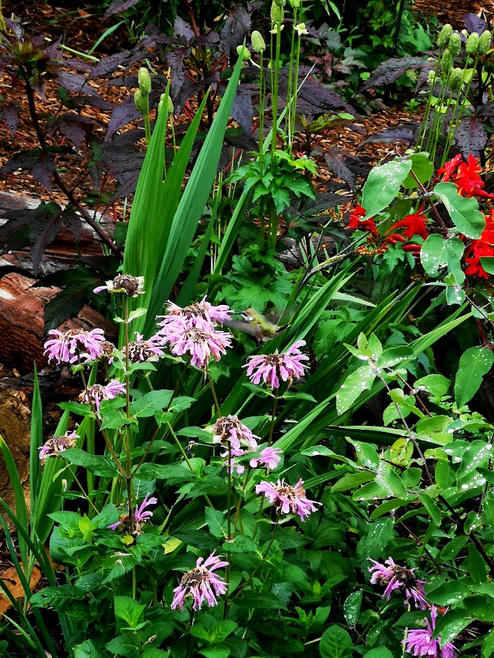Hummingbird visiting bee balm Monarda didyma 'Rose Scented'