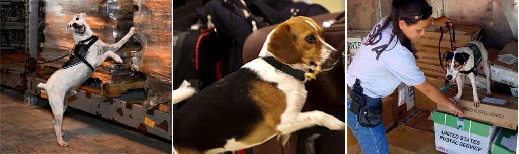 detector-dogs-at-work