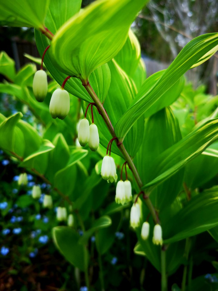 Solomon's seal, Polygonatum odoratum