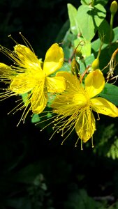 Yellow flower hypericum perforatum photo