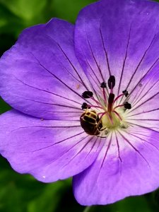 Cranesbill (Geranium hybrid 'Azure Rush') with bee