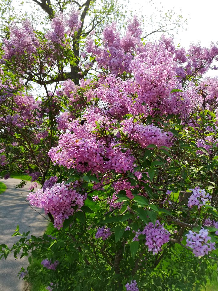 Bumblebee in lilac (Syringa sp.)