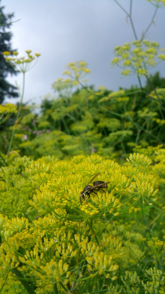 Baldfaced hornets love the fennel flowers