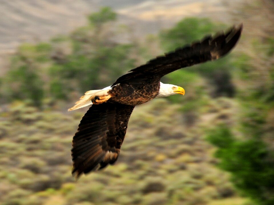 Flying raptor bird