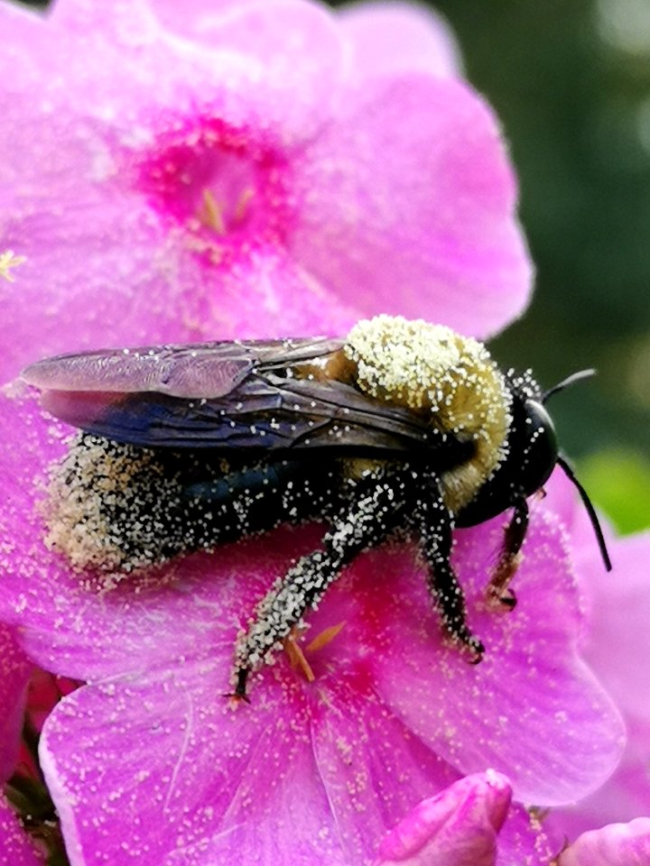 Bumblebee visiting Phlox paniculata
