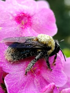 Bumblebee visiting Phlox paniculata