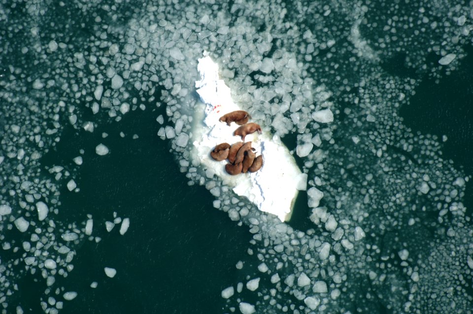Walrus Cows on Ice Nursing Calves