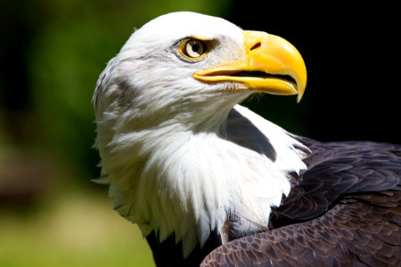 Bald eagle photo