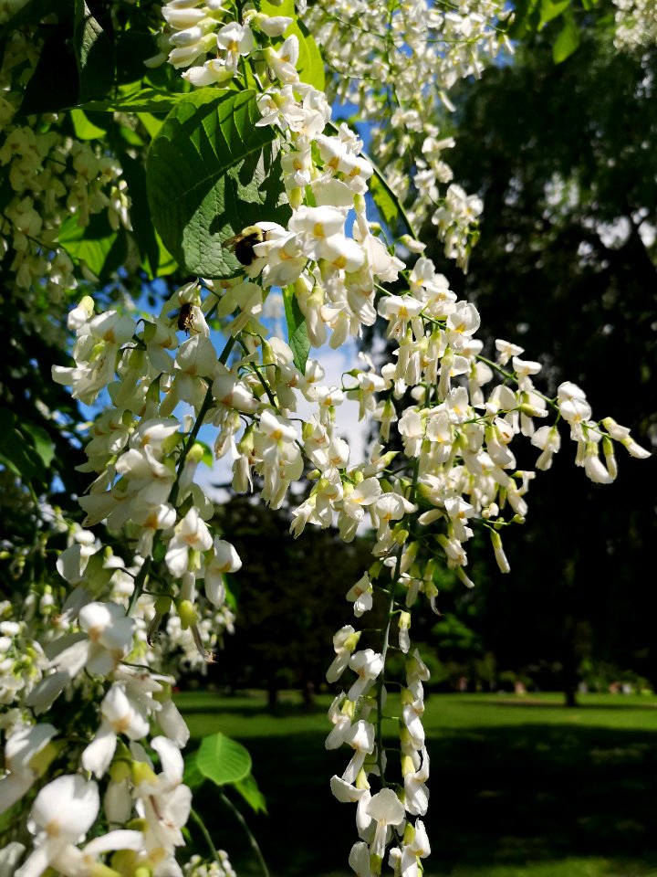 Bumble bee and honeybee with yellowwood flowers (Cladrastis kentukea)