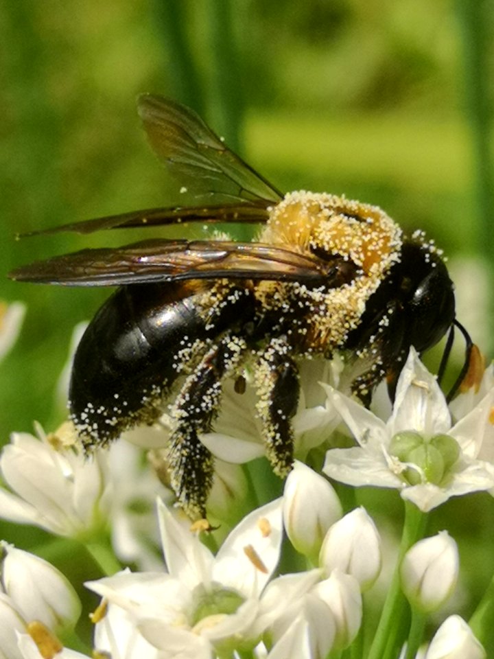 Carpenter bee Xylocopa virginica covered in pollen visiting flowers of garlic chives Allium tuberosum