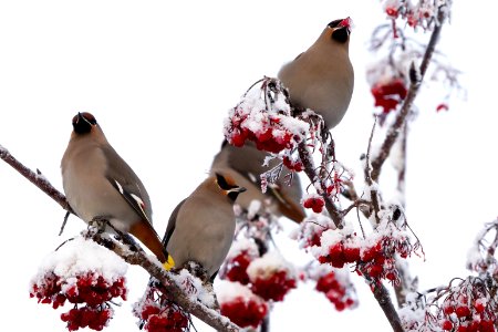 Bohemian waxwings photo