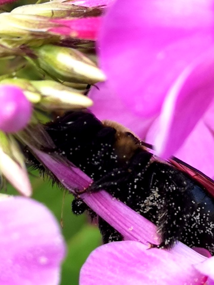 Carpenter bee (Xylocopa) with pollen nectar robbing Phlox paniculata