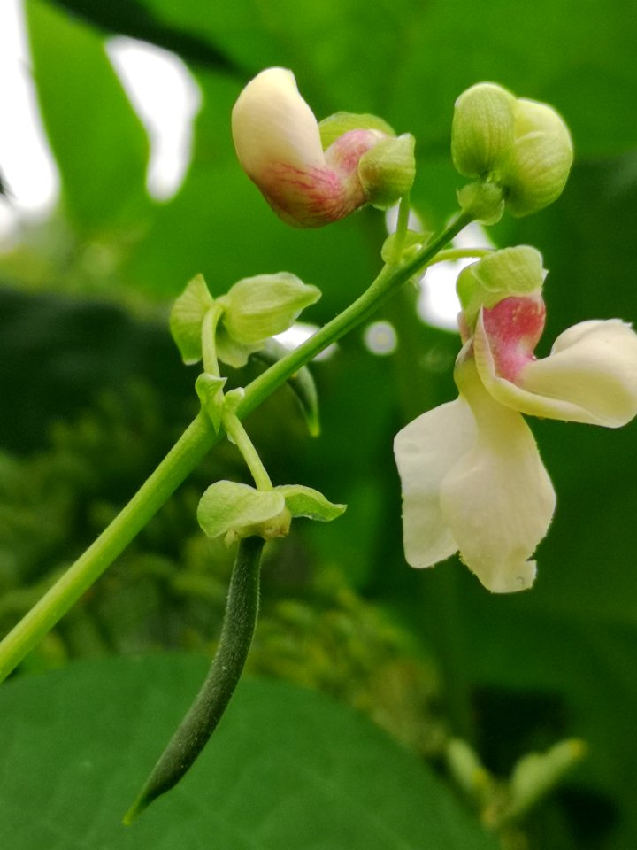 Phaseolus vulgaris Taos Red bean