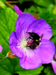 Bumblebee visiting cranesbill Geranium Azure Rush