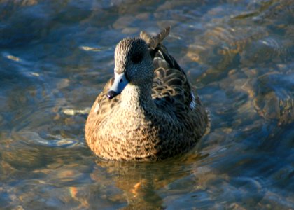 1163 american wigeon munsel odfw.jpg photo