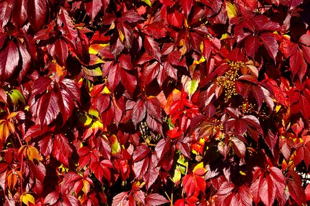 Grape crop leaves red photo