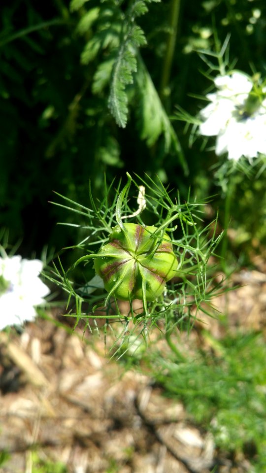 Nigella