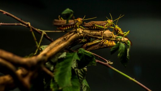 Locusts at the Budapest zoo