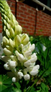 Lupine
